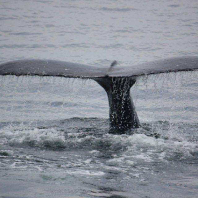 蓝鲸打死过虎鲸吗?-软件乐园