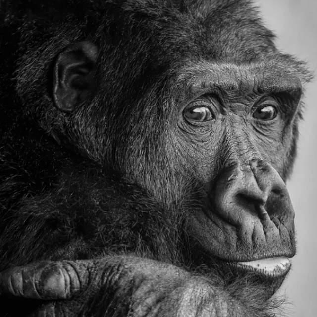 黑猩猩会需要像人类一样处理自己的指/趾甲越来越长的问题吗?-软件乐园