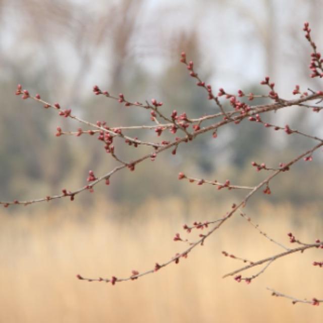 中国园林和日本园林有哪些异同?-软件乐园