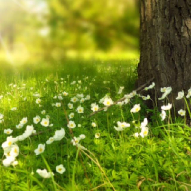 生石灰、熟石灰、消石灰、石灰石、石灰乳、石灰水、碱石灰 都有什么区别?-软件乐园