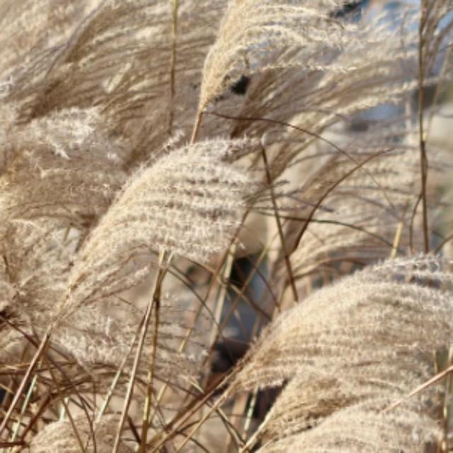 中国西北土壤荒漠化目前都采用了哪些治理措施？-软件乐园