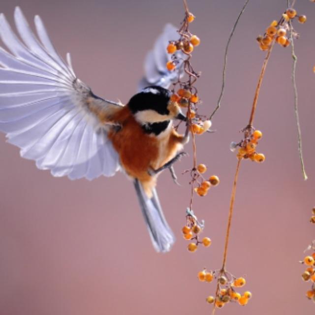 过去一百年间，有哪些生物明显进化了？-软件乐园