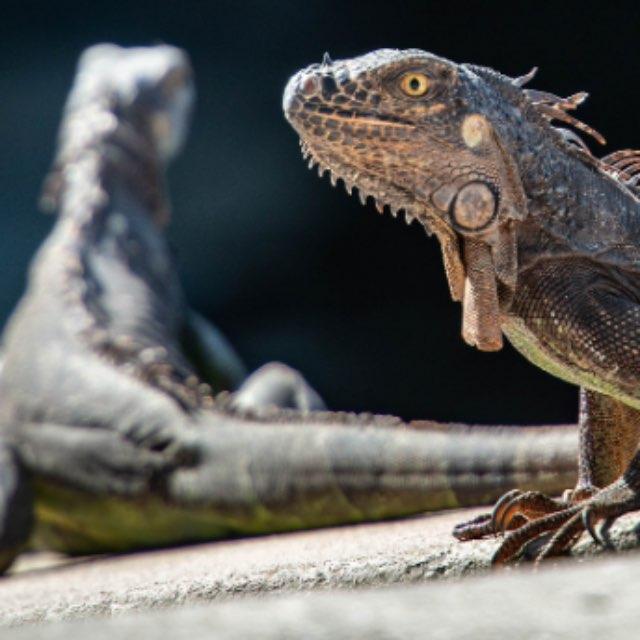 恐龙时代有屎壳郎吗？这么多粪便怎么办？-软件乐园