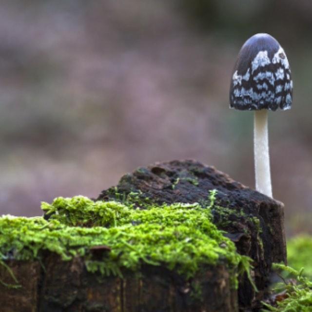 毒性很大的物质有哪些?具体是怎样起作用的?-软件乐园