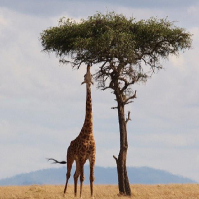 为什么被打到腿部大动脉会死,但是腿炸断了反而能活?-软件乐园