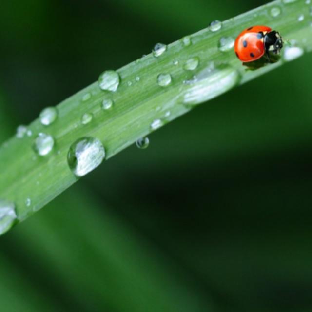 为什么生食昆虫时把头拧掉,剩下的就都可以吃了?-软件乐园