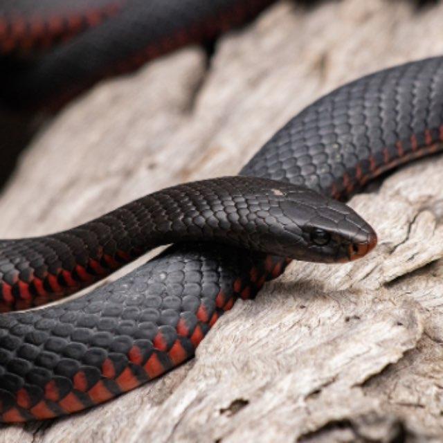 为什么蛇要把腿进化掉,用肚子行走?-软件乐园