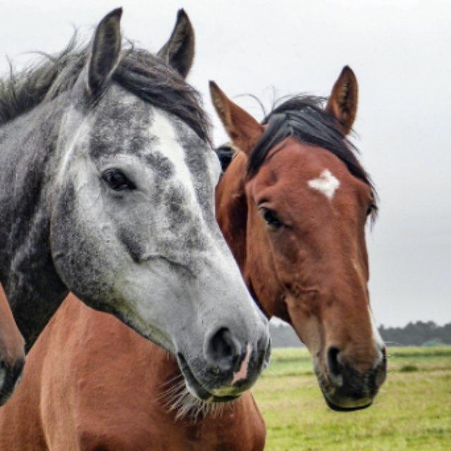 为什么要把不一定骑马的 knight 翻译为「骑士」,以致人们产生误解?如果不这么翻译,有什么更好的翻译?-软件乐园