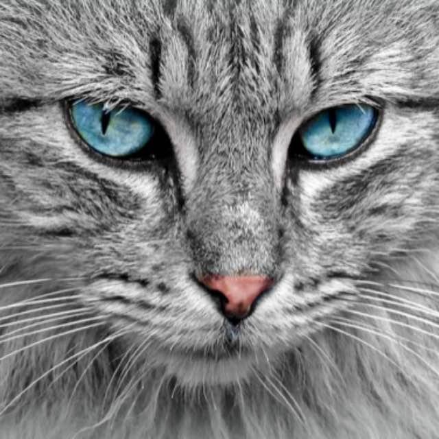 为什么动漫人物的虹膜纵向长度都比较长,甚至有时候会把眼睛用一条竖线代替?-软件乐园