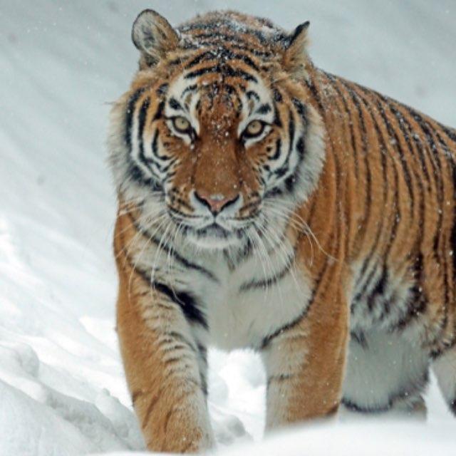 狮子和老虎是不是也是一种豹子?-软件乐园