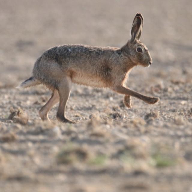 为什么中世纪的时候,很多贵族和领主喜欢打猎,打猎有什么趣味?-软件乐园