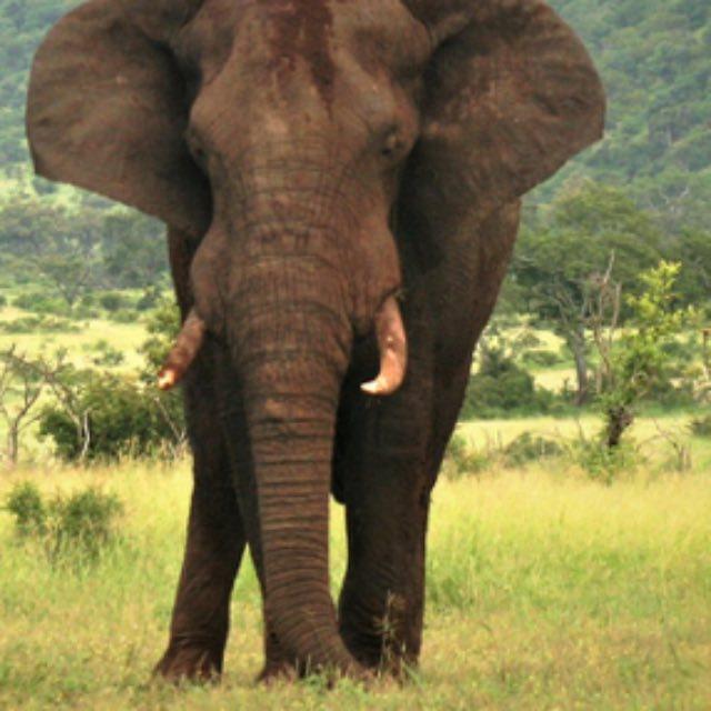 小飞象的耳朵要多大,才能真的飞起来?-软件乐园