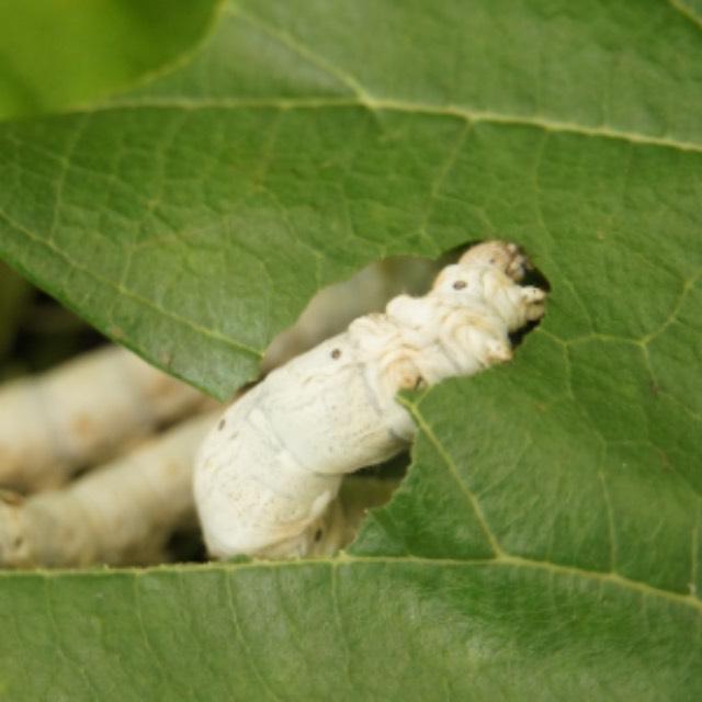 幼虫存在的意义是什么?为什么人没有幼虫期?-软件乐园