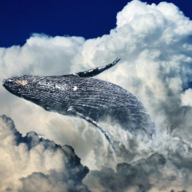 鲸的乳汁人类可以喝吗,味道怎么样?-软件乐园