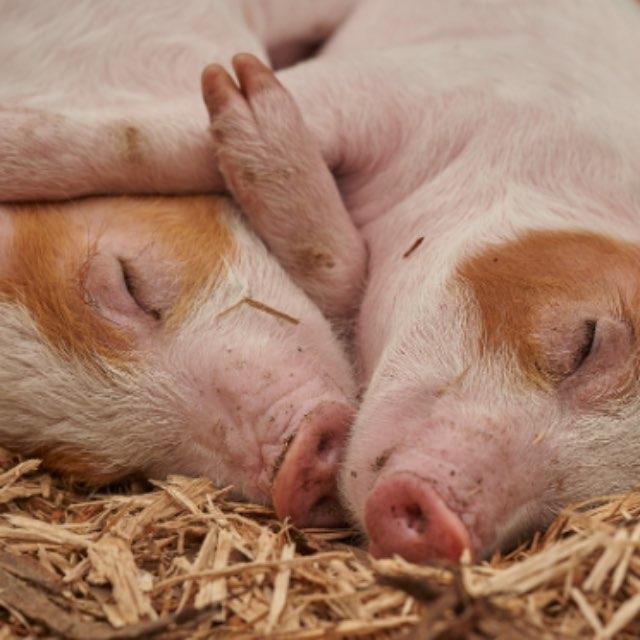 为什么猪每天吃草，吃糠这些低热量没营养的东西还能长这么肥？-软件乐园