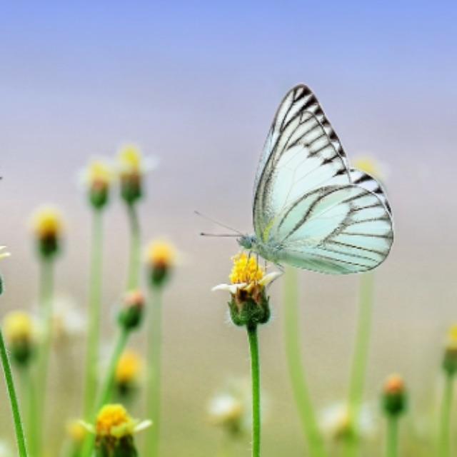 见过但叫不出名字的昆虫-软件乐园