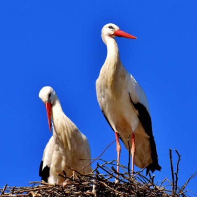 为何要进化出脖子这一易受攻击的部位？-软件乐园