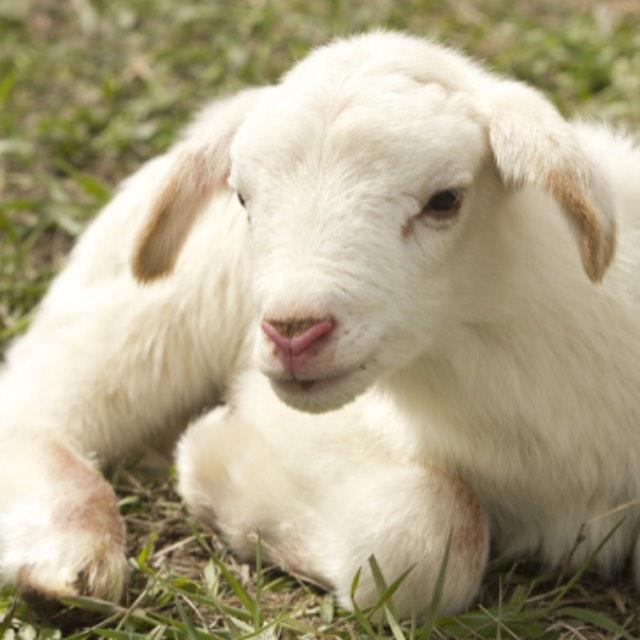 为什么人类大便要用纸，而动物大便完肛门却很干净？-软件乐园