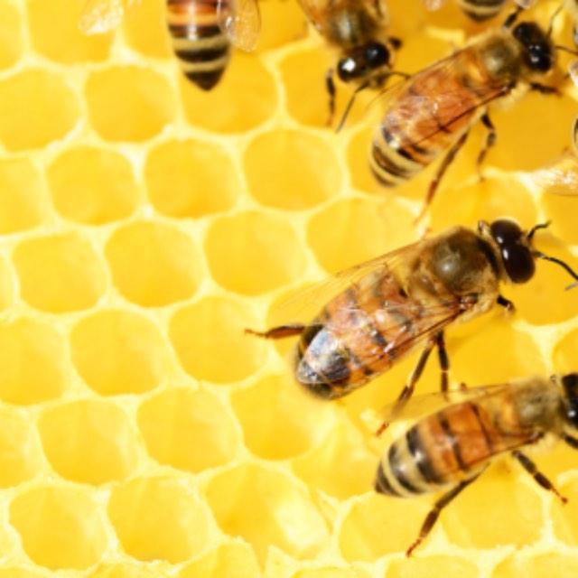 为什么蜜蜂死亡之前会一直摸肚子？-软件乐园