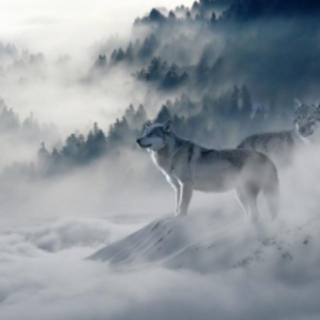 日本文明历史中是否存在灭绝过的独有物种?-软件乐园