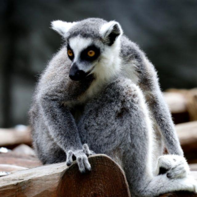 为什么人类的毛发不像禽类一样疏水？-软件乐园