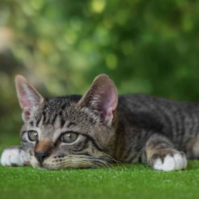 如果不考虑给猫留面子，是猫的反应快还是人的反应快？-软件乐园