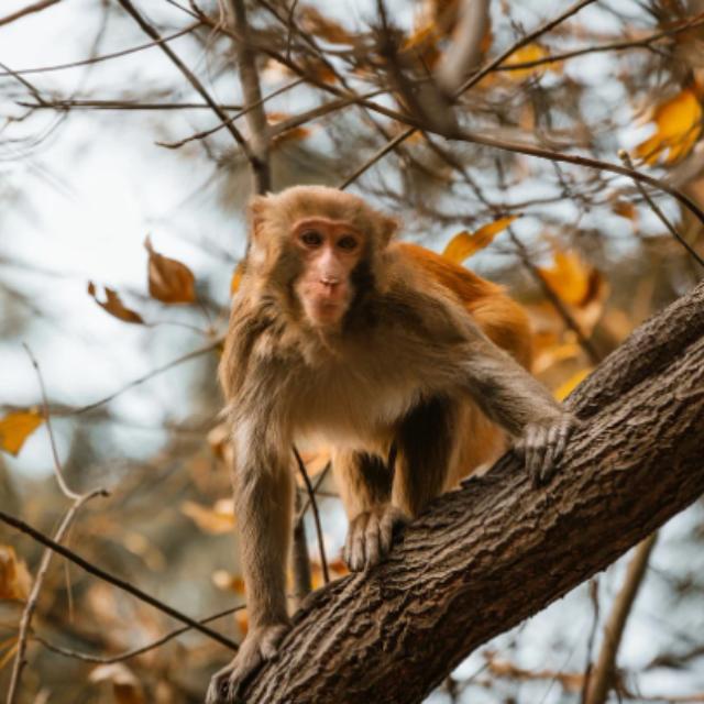 灵长类的膝盖朝前弯，其他哺乳动物膝盖朝后弯，有没有什么生物学上的意义？-软件乐园