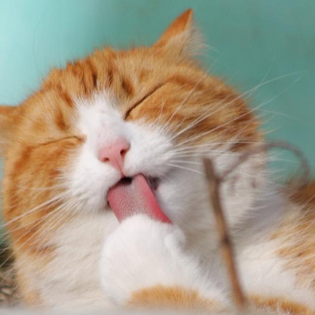 为什么普遍认为橘猫相对其他猫更肥，是真的如此还是刻板印象呢？-软件乐园