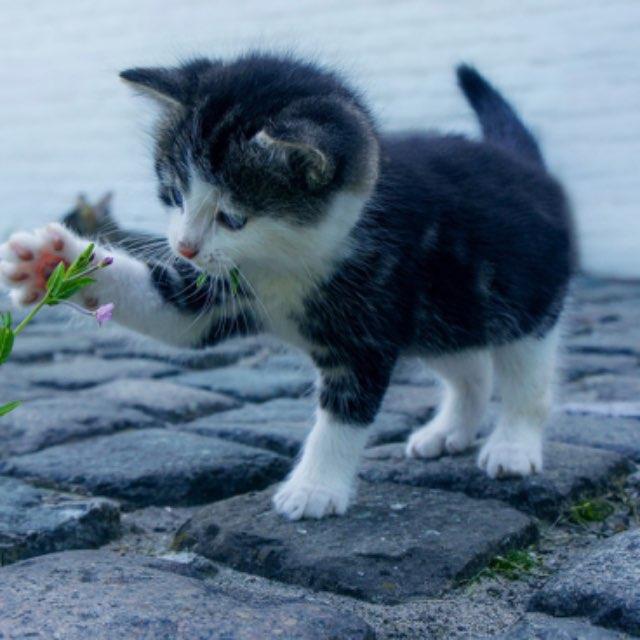 猫咪为什么会踩着前面的脚印走路？-软件乐园