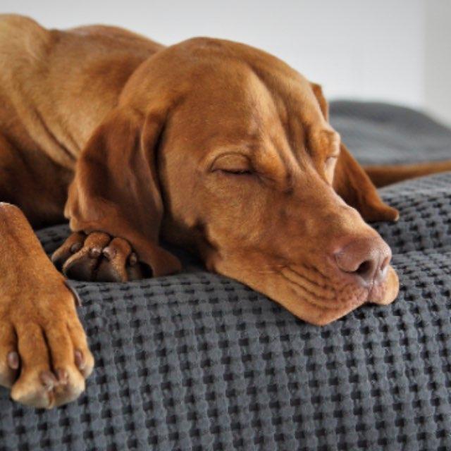 为什么会出现越睡越困的现象？-软件乐园