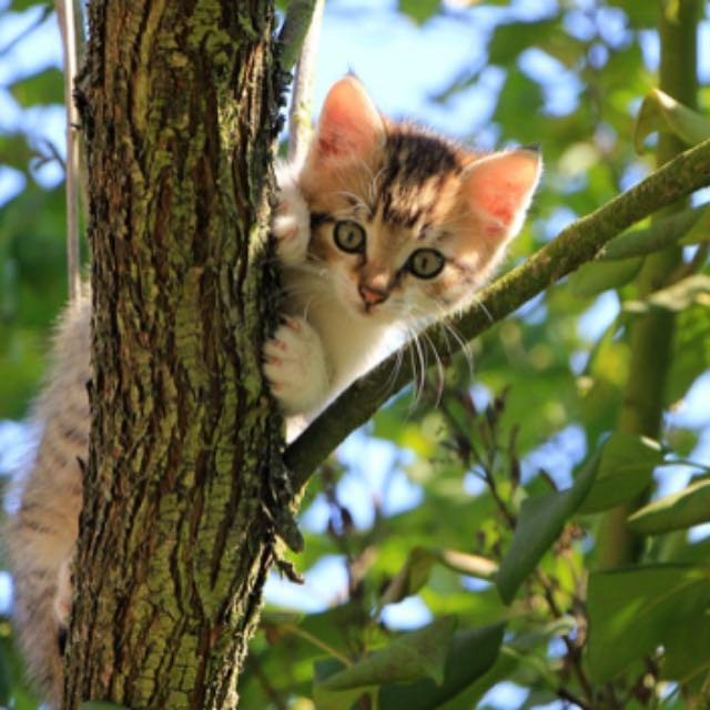 猫的身体为什么这么软?-软件乐园