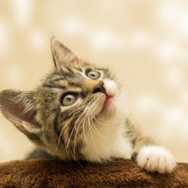 如何判断流浪猫是否想被抱回家?-软件乐园