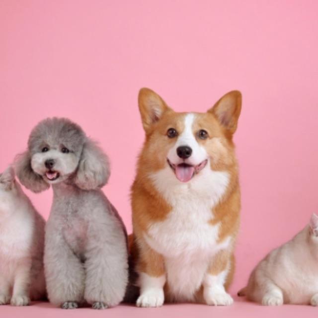 你家的狗狗能聪明到什么程度?-软件乐园