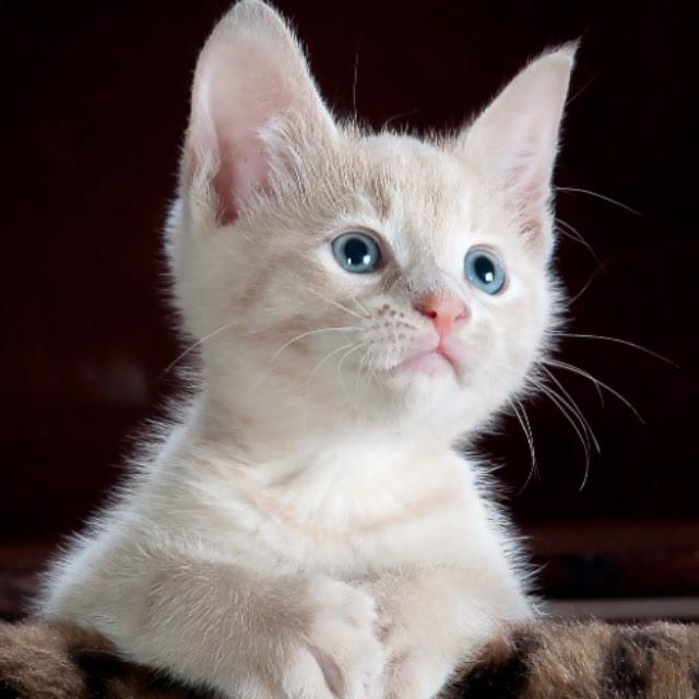 猫有表情吗?-软件乐园