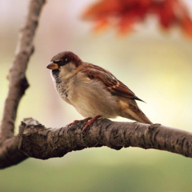 鸟类有嗅觉吗?-软件乐园