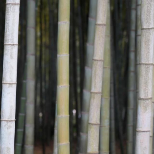 俗语「门前不栽竹，房后不栽树」是啥道理？为何房前不能种竹子？-软件乐园