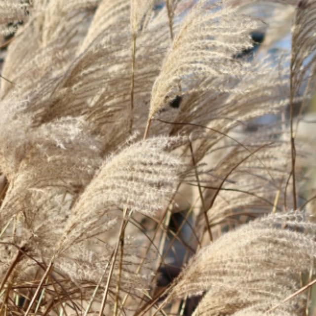 明朝府的划分以何为标准？-软件乐园