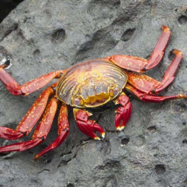 什么食物是「因制作失误才被发明出来的」？-软件乐园