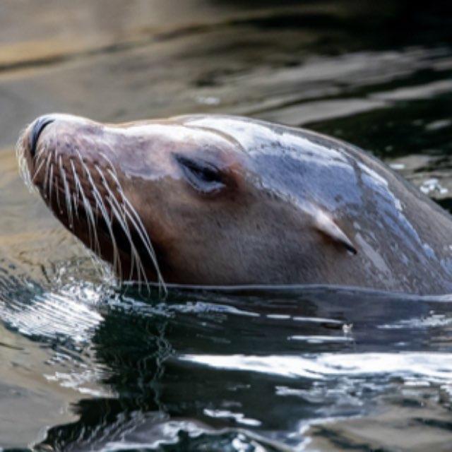 有什么动物长得人畜无害的其实杀伤力爆表？-软件乐园