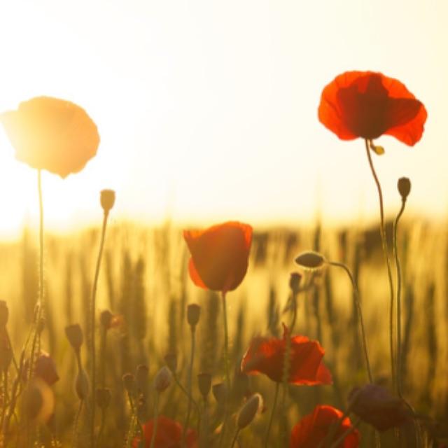 毒品燃烧后的气味是香的么?-软件乐园