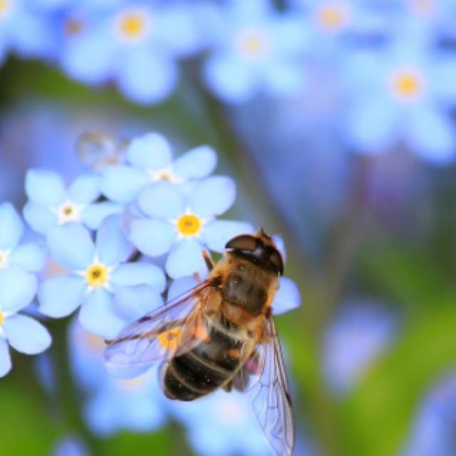 蜜蜂蜇人后一定会死掉吗？它自己知道蜇人后可能会死掉吗？-软件乐园