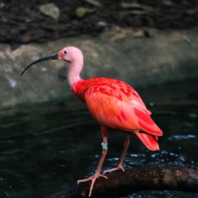 动物为什么要进化出大脑（智慧）？-软件乐园