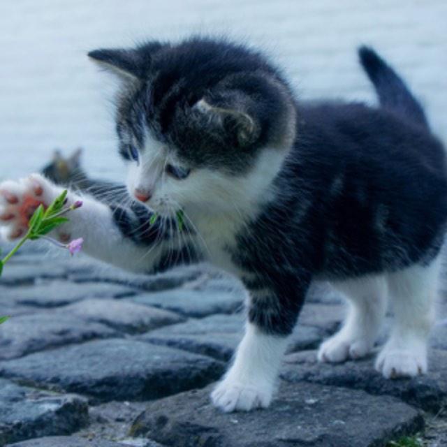 从进化论上如何理解无机氰化物会成为绝大部分动物的剧毒？-软件乐园