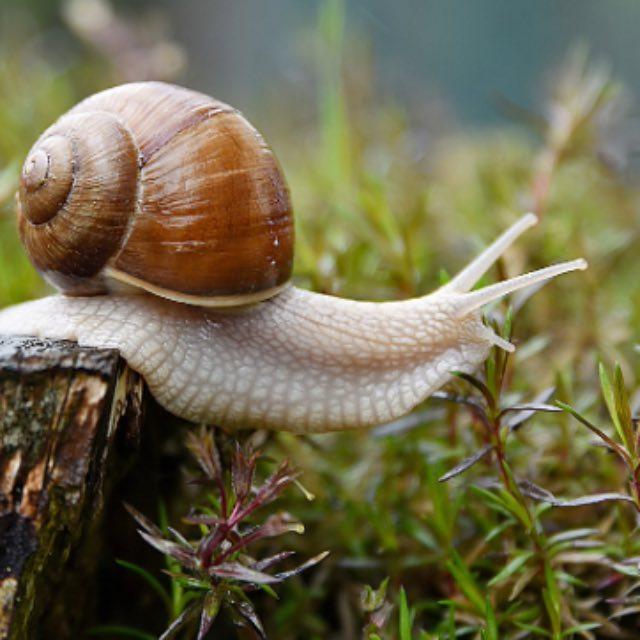 「蜗牛」是如何在漫长的进化中生存下来的，这类生物在各方面有何优势与劣势？-软件乐园