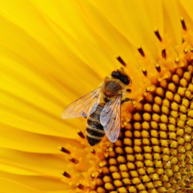 蜜蜂蜇人后一定会死掉吗？它自己知道蜇人后可能会死掉吗？-软件乐园