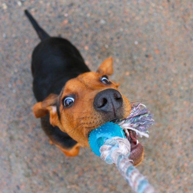 既然拔河比赛比的是摩擦力,那为什么还要用力?意义何在?-软件乐园