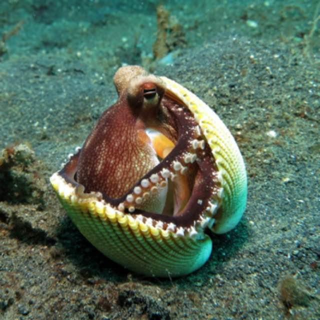 章鱼寿命如此短暂,那是怎么进化成今天这种聪明状态的?-软件乐园