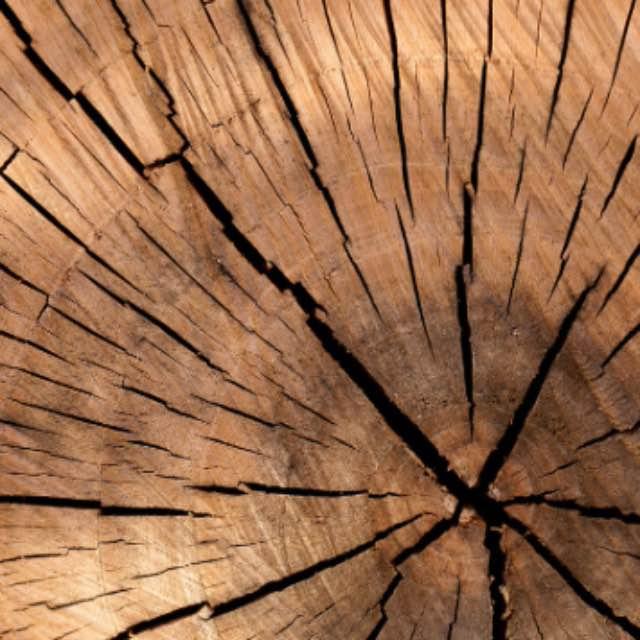 木头可以成为液体吗?-软件乐园