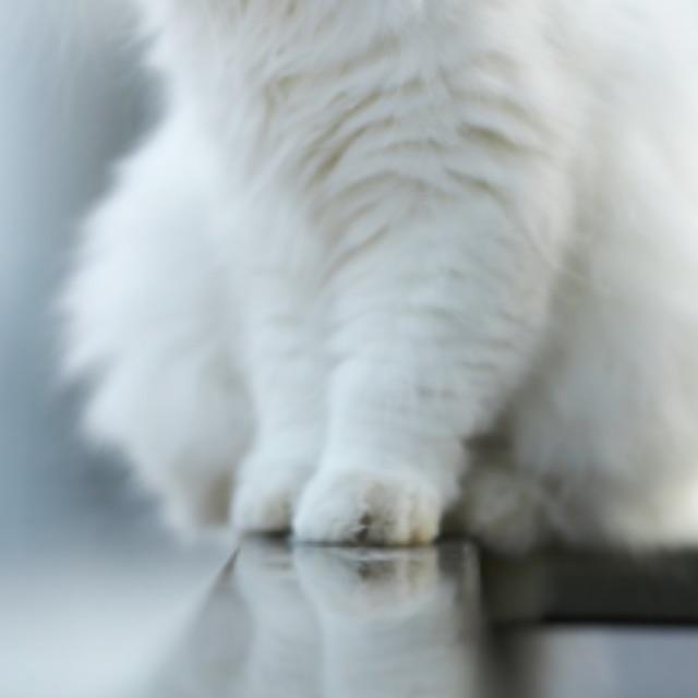 既然钢铁这么厉害，自然界也不缺铁元素，为什么动物的爪牙不进化成钢铁？是因为生物不可能有这个本领吗？-软件乐园