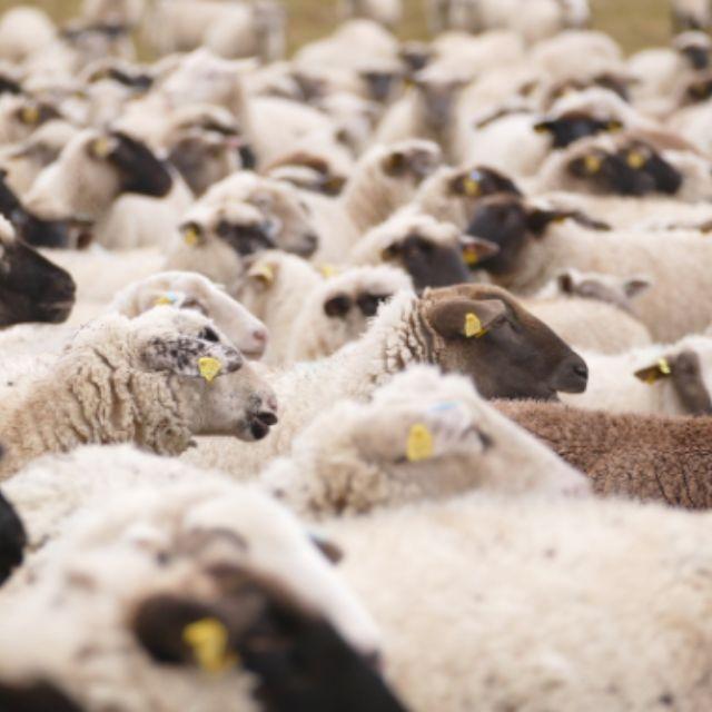 羊毛衫会缩水，那么绵羊洗澡之后会怎样？-软件乐园